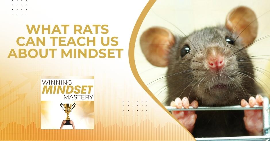 Winning Mindset Mastery - April Shprintz | Rats